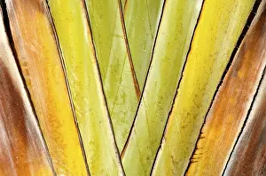 Palm Leaf Structure Drucke: Leaf of a palm
