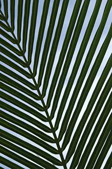 Jungle Vegetation Drucke: Leaf of a palm tree