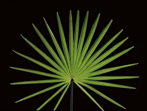 Studio Plant Photography Drucke: Leaf of a palm tree in front of a black backdrop