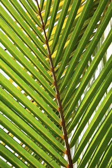 Nature Plant Details Drucke: Detail of leaf of a palm tree with single