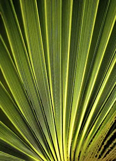 Deserted Palm Trees Drucke: Leaf of the palmtree