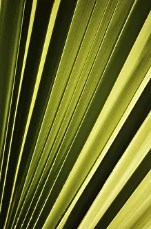 Deserted Palm Trees Drucke: Leaf of the palmtree