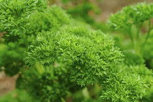 Kitchen Spice Plant Drucke: Leaf of parsley close up
