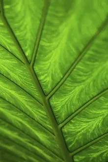 Uninhabited Outdoor Space Drucke: A leaf of a plant in front of light