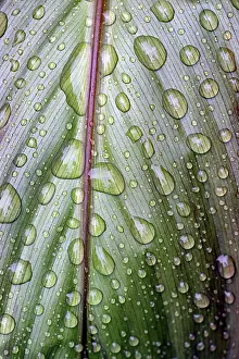 North Rhine Westphalia Nature Scenes Drucke: Leaf of a plant with raindrops