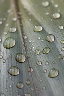 Macro Plant Photography Drucke: Leaf of a plant with raindrops