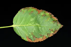 Studio Shot Of Roses Drucke: Leaf from a rose with Anthracnose