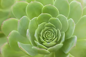 Canary Islands Botany Drucke: Leaf rosette of houseleek tree (Aeonium)