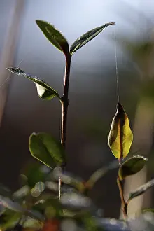 Central European Foliage Drucke: Leaf on a silk thread, autumn, Germany