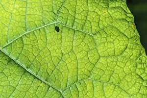 Bas Rhin France Landscape Drucke: A leaf with a small hole in it
