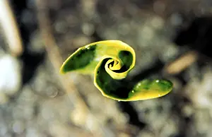 Fresh Green Vegetation Drucke: Leaf spiral