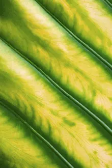 Nature Botany Images Drucke: Leaf structure