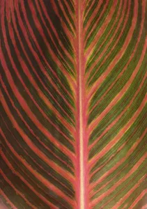 Central Europe Botanical Images Drucke: Leaf structure of a Canna (Canna)