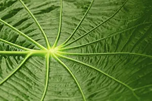 South American Flora Drucke: Leaf structure, Capeeba (Pothomorphe peltata)