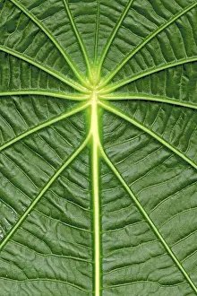 Large Emerald Green Leaves Drucke: Leaf structure, Capeeba (Pothomorphe peltata)