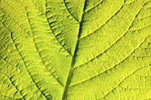 Detailed Botanical Photography Drucke: Leaf structure, close-up