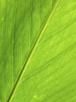 Green Leaf Structure Drucke: LEAF, STRUCTURE, LEAF STRUCTURES
