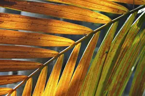 Deserted Plant Scene Drucke: LEAF, STRUCTURE, LEAF STRUCTURES
