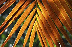 Botany Images Drucke: LEAF, STRUCTURE, LEAF STRUCTURES