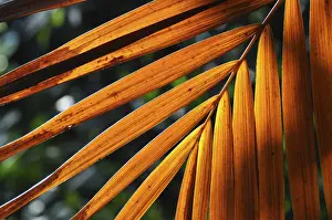 Leaf Structure Drucke: LEAF, STRUCTURE, LEAF STRUCTURES