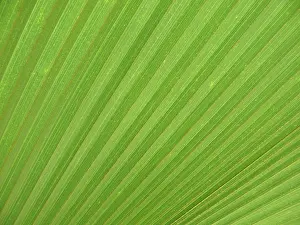 Green Leaf Structure Drucke: LEAF, STRUCTURE, LEAF STRUCTURES