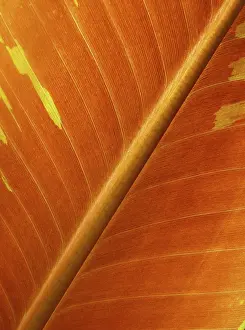 Botany Nature Photos Drucke: LEAF, STRUCTURE, LEAF STRUCTURES