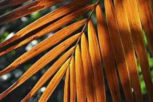 Brown Leaves Drucke: LEAF, STRUCTURE, LEAF STRUCTURES