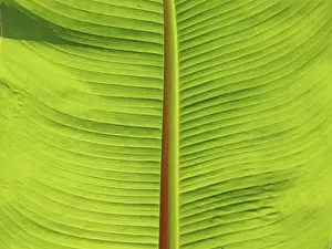 Green Leaf Structure Drucke: LEAF, STRUCTURE, LEAF STRUCTURES