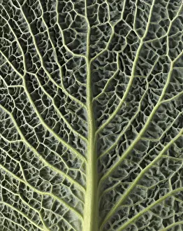Leaf Structure Of Cabbage Drucke: Leaf structure of a vegetable cabbage (Brassica oleracea var)