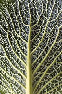 Leaf Structure Of Cabbage Drucke: Leaf structure of a vegetable cabbage (Brassica oleracea var)
