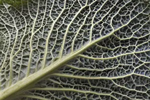 Leaf Structure Of Cabbage Drucke: Leaf structure of a vegetable cabbage (Brassica oleracea var)