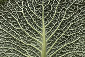 Southern Germany Nature Images Drucke: Leaf structure of a vegetable cabbage (Brassica oleracea var)