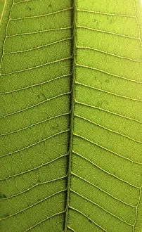 Deserted Plant Life Drucke: Leaf structures, leaf, green, leaf vein