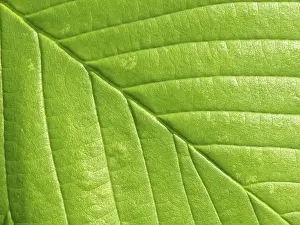 Deciduous Tree Leaves Drucke: Leaf structures, leaf, leaf vein