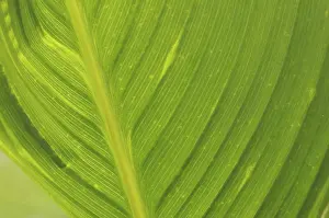 Deserted Plant Life Drucke: Leaf structures, leaf structure
