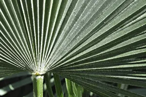 Exotic Plant Leaves Drucke: Leaf structures, leaf, structure