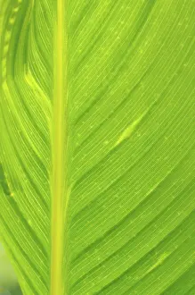 Deserted Botanical Scene Drucke: Leaf structures, leaf structure