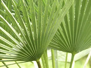 Deserted Plant Life Drucke: Leaf structures, leaf structure