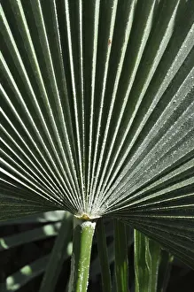Palm Tree Structure Drucke: Leaf structures, leaf, structure