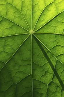 Deserted Open Air Plants Drucke: Leaf surface, structure of a nasturtium