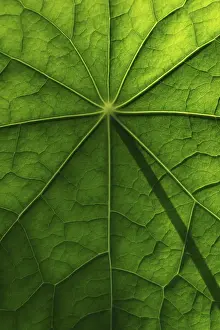 Nasturtium Leaf Structure Drucke: Leaf surface, structure of a nasturtium