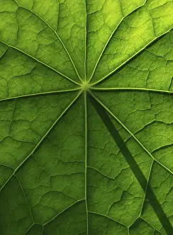 Nasturtium Leaf Structure Drucke: Leaf surface, structure of a nasturtium