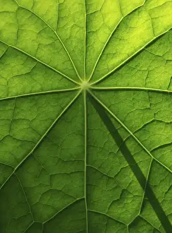 Nasturtium Leaf Structure Drucke: Leaf surface, structure of a nasturtium
