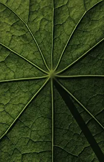 Deserted Open Air Plants Drucke: Leaf surface, structure of a nasturtium