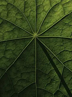 Nasturtium Leaf Structure Drucke: Leaf surface, structure of a nasturtium