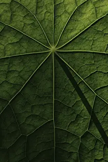 Nasturtium Leaf Structure Drucke: Leaf surface, structure of a nasturtium