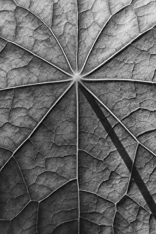 Empty Nature Scenes With Plants Drucke: Leaf surface, structure of a nasturtium in black