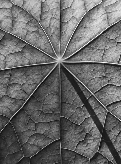 Empty Outdoor Spaces Plants Drucke: Leaf surface, structure of a nasturtium in black