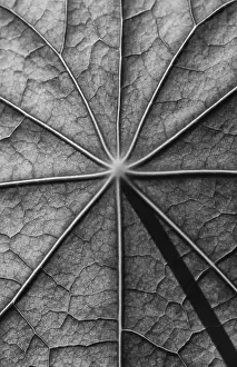 Deserted Plant Life Drucke: Leaf surface, structure of a nasturtium in black