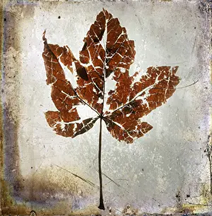 Studio Shot Of A Leaf Drucke: Leaf, with textured effect